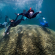 Scientists swimming over the top of the coral.
